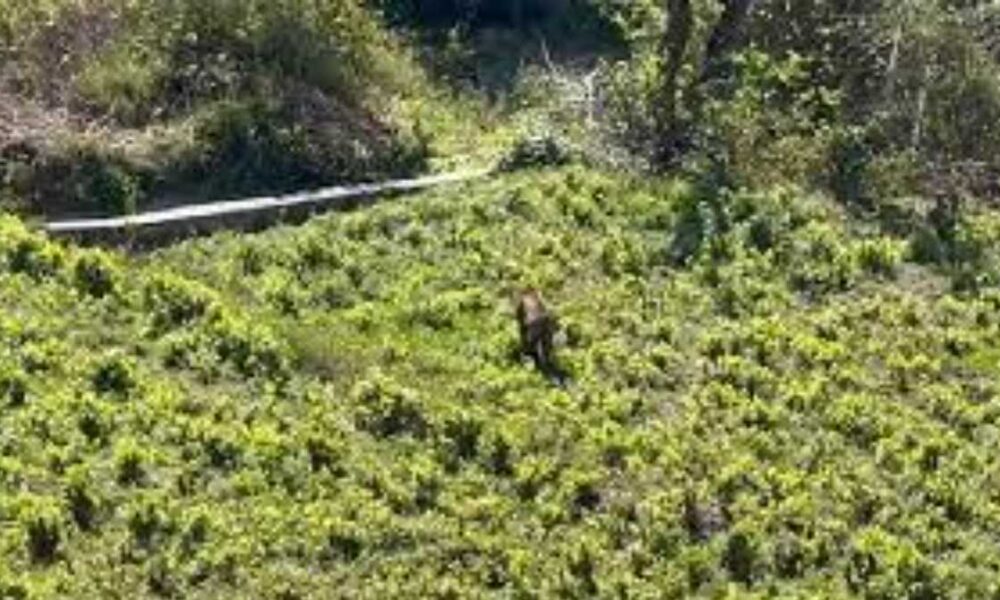The-tiger-that-attacked-three-forest-personnel-in-Tehri-was-killed-1000x600.jpg