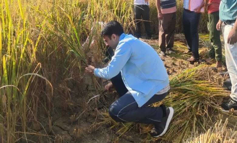 सुबह-सुबह किसान बन पहुंचे डीएम सविन, खेत में किसानों संग की धान की कटाई… 