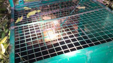 जोंडला, अगस्त्यमुनि के समीप गुलदार का सफल रेस्क्यू, क्षेत्रवासियों ने ली राहत की सांस