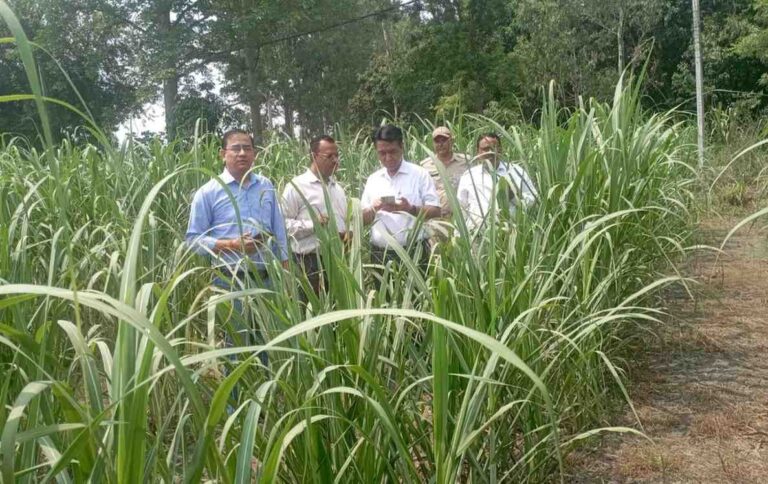 Kashipur Sugarcane Inspection